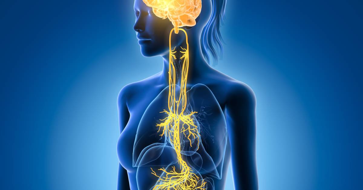 Vagus Nerve